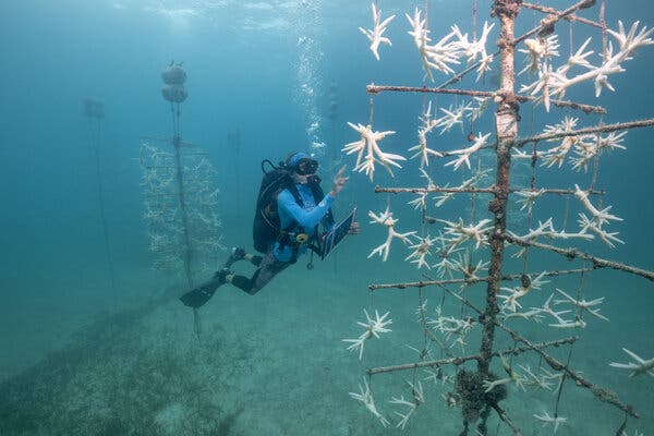 A diver in a light blue scuba suit faces a treelike structure with bits of white coral suspended from the branches. Bubbles rise from her regulator. 